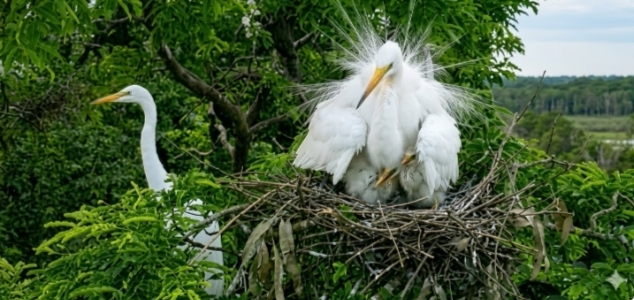দুই শতাব্দী ধরে পাখির কলতানে মুখর নীলফামারীর ‘পাখির গ্রাম’